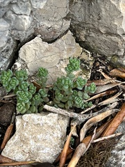 Sedum dasyphyllum