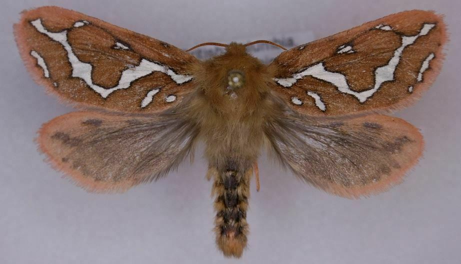 Gazoryctra roseicaput