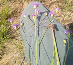Vernonia potamophila