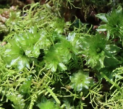 Rosulabryum subtomentosum