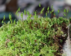 Rosulabryum subtomentosum