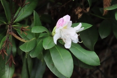 Rhododendron ponticum