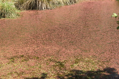 Azolla pinnata