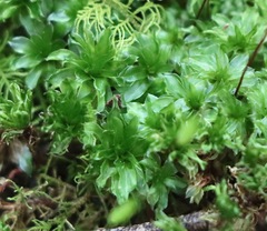 Rosulabryum subtomentosum