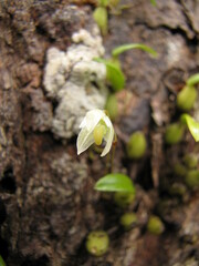 Bulbophyllum lingulatum