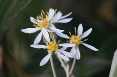Olearia cydoniifolia