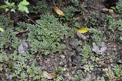 Selaginella