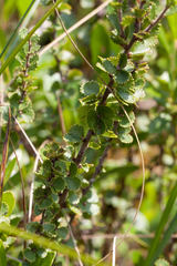 Betula michauxii