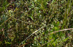 Betula michauxii