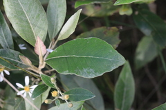 Olearia cydoniifolia