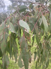 Eucalyptus melliodora