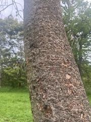 Eucalyptus melliodora