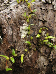 Bulbophyllum lingulatum
