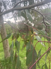 Eucalyptus melliodora
