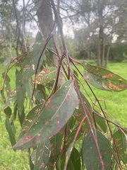 Eucalyptus melliodora