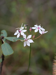 Sidymella rubrosignata