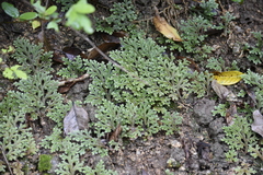 Selaginella