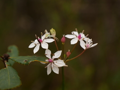 Sidymella rubrosignata