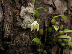 Bulbophyllum lingulatum