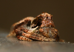 Hamataliwa