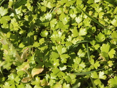 Hydrocotyle tripartita