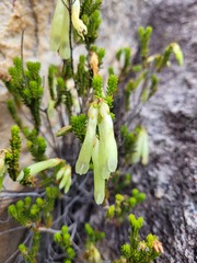Erica viridiflora