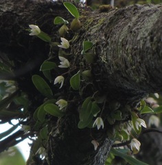Bulbophyllum lingulatum