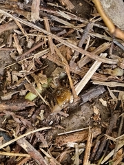 Helicarion cuvieri