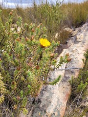 Oedera speciosa