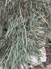 Ephedra fragilis