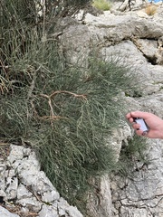 Ephedra fragilis