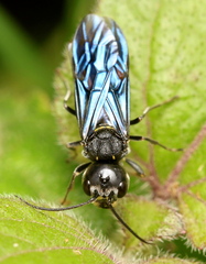 Trigonalys natalensis