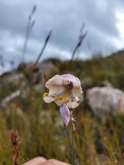 Gladiolus patersoniae