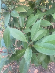 Photinia × fraseri