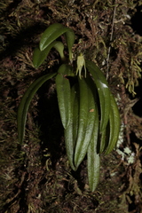 Bulbophyllum lingulatum