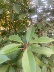 Photinia × fraseri