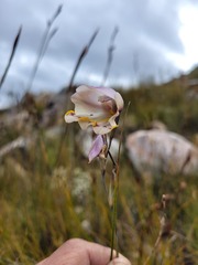 Gladiolus patersoniae