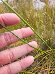 Gladiolus patersoniae