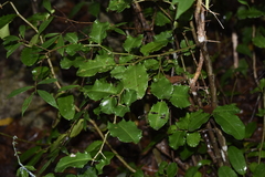 Putranjivaceae