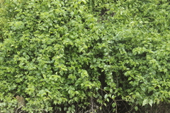 Muehlenbeckia australis