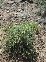 Pentzia incana