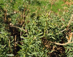 Adenocarpus hispanicus