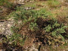 Adenocarpus hispanicus