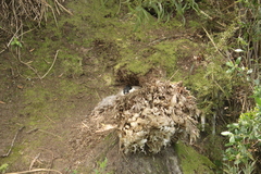 Branta canadensis maxima