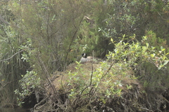 Branta canadensis maxima