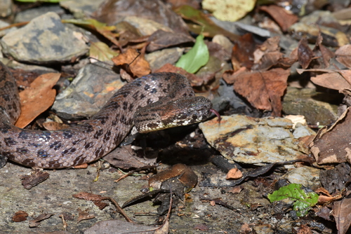 Taiwan mountain pitviper, Ovophis makazayazaya