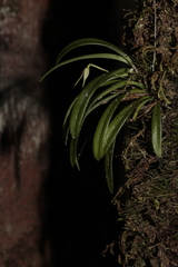 Bulbophyllum lingulatum