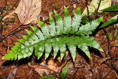 Microlepia marginata bipinnata