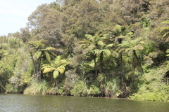 Cyathea medullaris