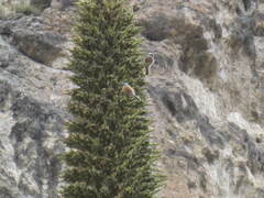 Ochthoeca oenanthoides